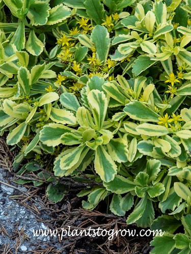 Cutting Edge Sedum (Phedimus ellacombeanus) 
The tips of the small leaves have a scallop edge